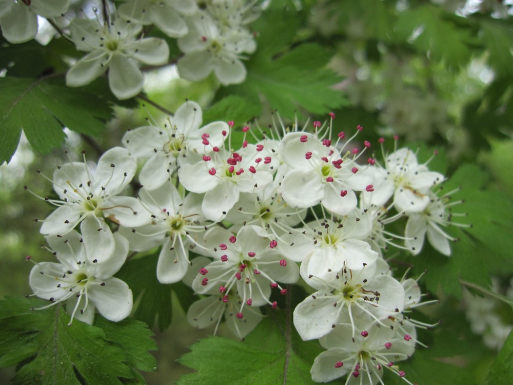 parsleyleaf_hawthorn